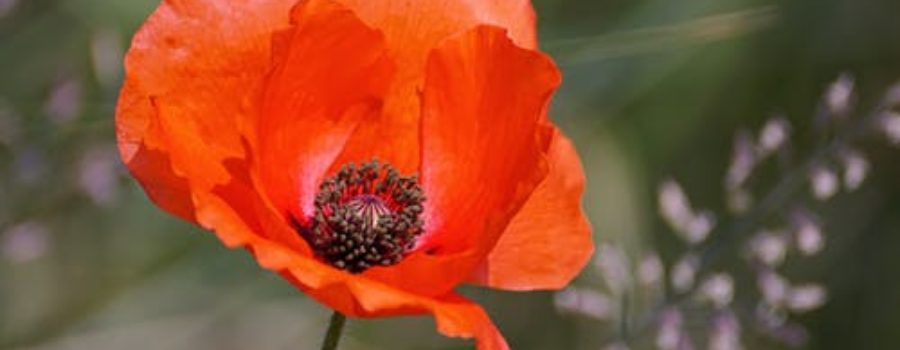 Remembrance Day Services 2019